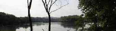 river and trees